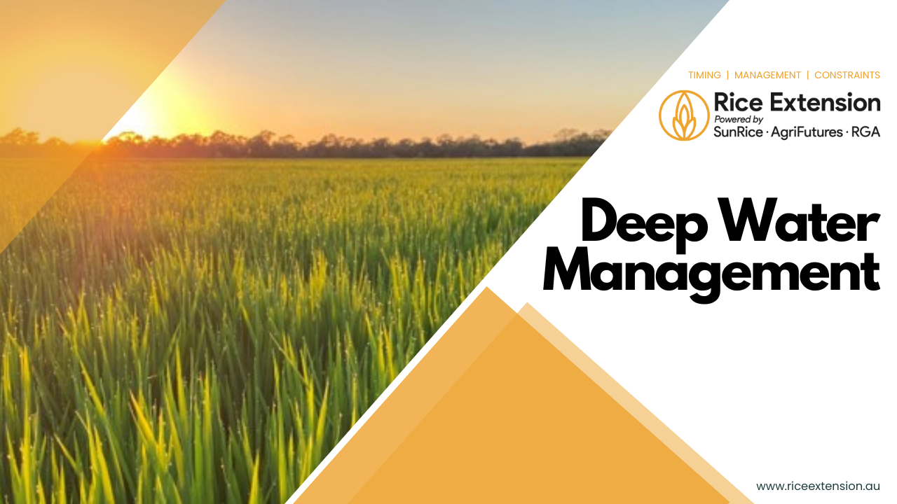Deep Water Management - RiceFact Audio