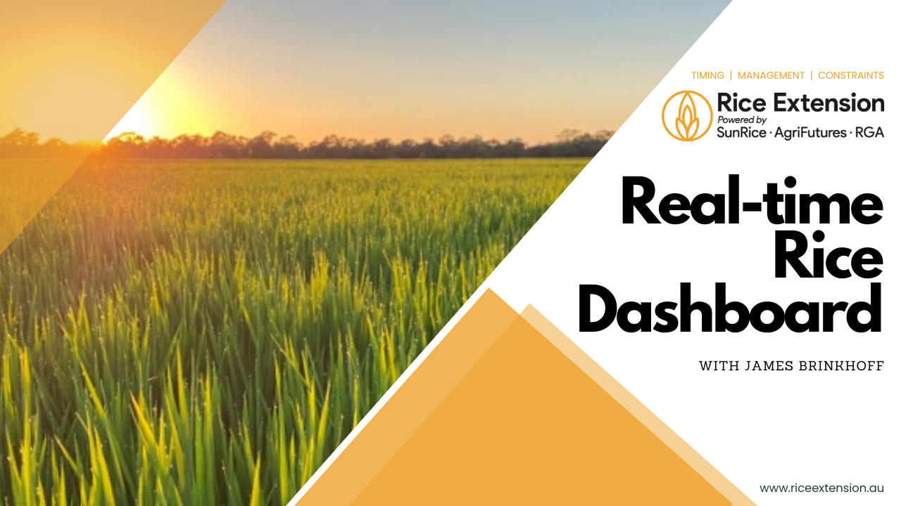 Real-time Rice Dashboard Webinar with James Brinkhoff