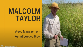 Weed Management in Aerial Sown Rice with Malcolm Taylor